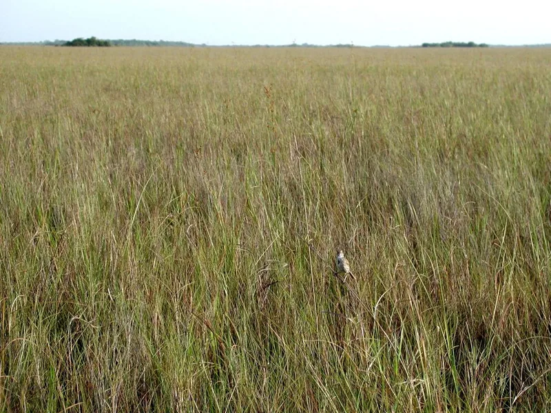 An open grass-covered prairie stretching to a distant tree line.