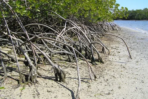 Arching mangrove roots across exposed shoreline beside water.